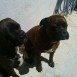 mis perros