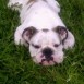 Mi Bulldog 