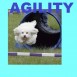 Agility