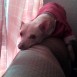Mi perrito