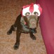 DANKO con 6 meses