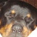ROCCO