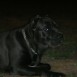 EL CANE CORSO