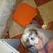 Mis perritos