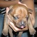 cachorritos