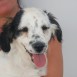 RONNIE, cachorro cruce de setter de 3 meses en adopción en Madrid