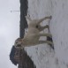 Toby en la nieve