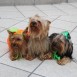 mis perros