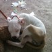 MI CACHORRA