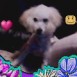 Shik@@