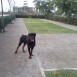 Rottie