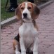 BEAGLE - GOOFY