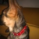 cachorrita pastor aleman 3 meses chita
