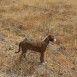 laika