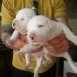 dogo argentino 