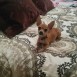 toby