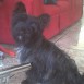 la hermosa dixi