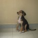 quisiera saber que raza es esta perrita