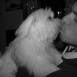 Lana con siete meses...
