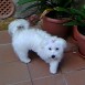 mi MALTES   