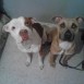 Bruno y kyara