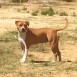 amstaff hembra 11meses, criadero Pernales red bead