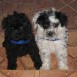 mis perritos blaky y manchita