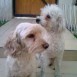 mis perritos :)