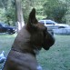 tyson