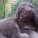 perros