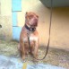 HIT BANDOG