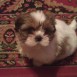 Molly - Casi 2 meses