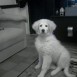 mi beba