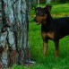 Lobo