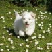 Rocky 2 meses