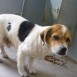 Ayudenme!! perros en adopcion!! ¡¡LOS VAN A SACRIFICAR PRONTO!!