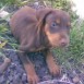 SACHA