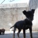 schnauzer