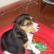 penelope ¿es o no es un Beagle?