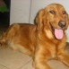 Los Cachorros de Kelly