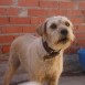 TROILO, mestizo mediano / pequeño de 1 año en adopción en Madrid