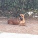 Presa canario