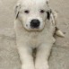 ASLAN