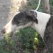 capote galgo en mano de un cazador sevilla