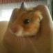 mi hamster Coco