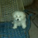 COPITO 