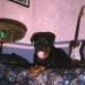 mY ROTTWEILER