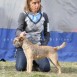 Cachorros border terrier 