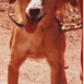 Nana, mi primera perrita