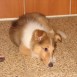 Mi perra Inka